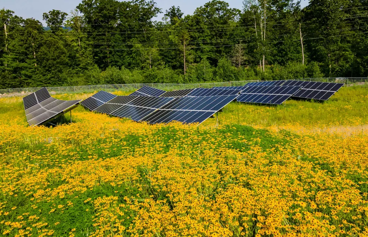 A community solar array stands among yellow wildflowers.